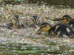 Enten Familie